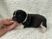 Blair, a female French Bulldog for sale in Dysart, IA – 9 of 10