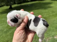 Piglet, a male French Bulldog for sale in Dysart, IA – 6 of 10