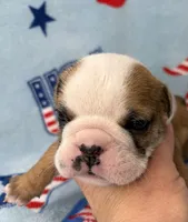 Elise, a female English Bulldog for sale in Dysart, IA – 9 of 10