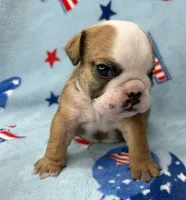 Elise, a female English Bulldog for sale in Dysart, IA – 5 of 10