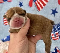 Eli, a male English Bulldog for sale in Dysart, IA – 2 of 10