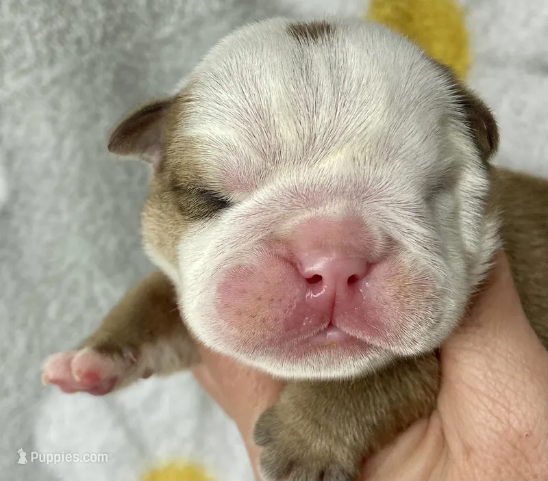 Hefty  – English Bulldog puppy for sale in Dysart, IA