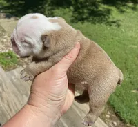 Hefty , a male English Bulldog for sale in Dysart, IA – 8 of 10