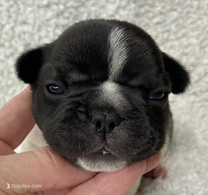 Blair – French Bulldog puppy for sale in Dysart, IA