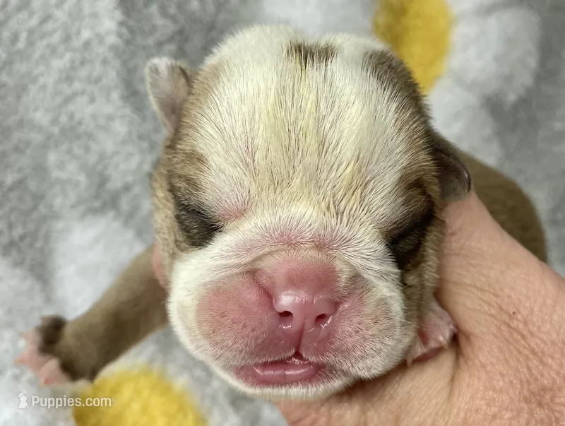Hoover – English Bulldog puppy for sale in Dysart, IA