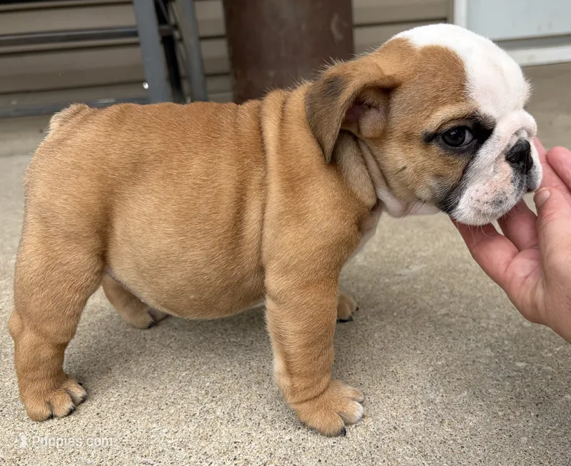 Elise – English Bulldog puppy for sale in Dysart, IA
