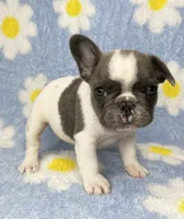 Kaleb, a male French Bulldog for sale in Dysart, IA – 8 of 8