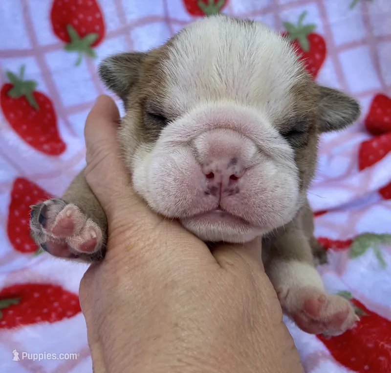 Hoover – English Bulldog puppy for sale in Dysart, IA