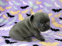 Saylor, a female French Bulldog for sale in Dysart, IA – 6 of 9