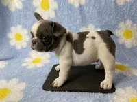 Kaleb, a male French Bulldog for sale in Dysart, IA – 7 of 8