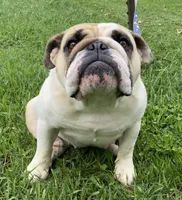 Hoover, a male English Bulldog for sale in Dysart, IA – 4 of 10