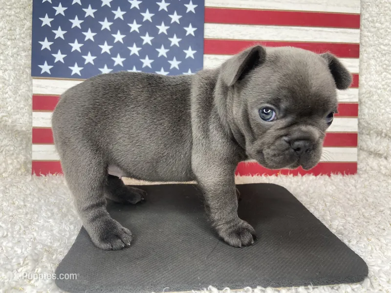 Kozy  – French Bulldog puppy for sale in Dysart, IA