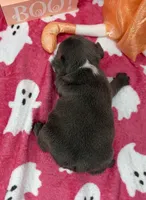 Denver, a male French Bulldog for sale in Dysart, IA – 6 of 10