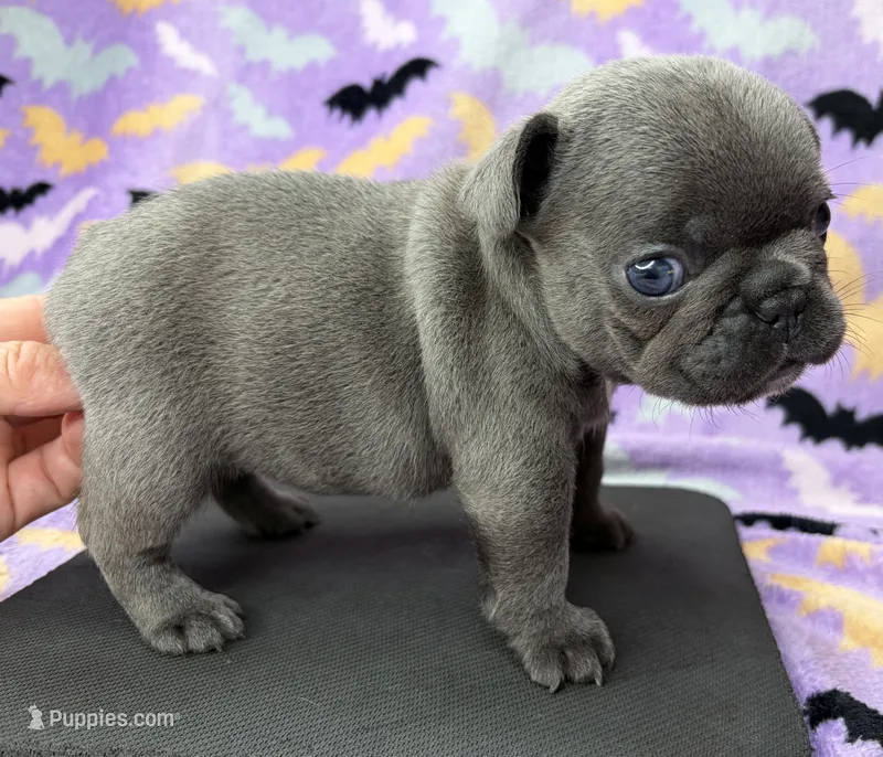 Saylor – French Bulldog puppy for sale in Dysart, IA