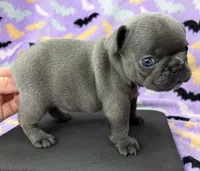 Saylor, a female French Bulldog for sale in Dysart, IA – 1 of 9