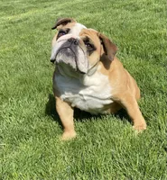 Edna x Whiskey litter, a  English Bulldog for sale in Dysart, IA – 8 of 8