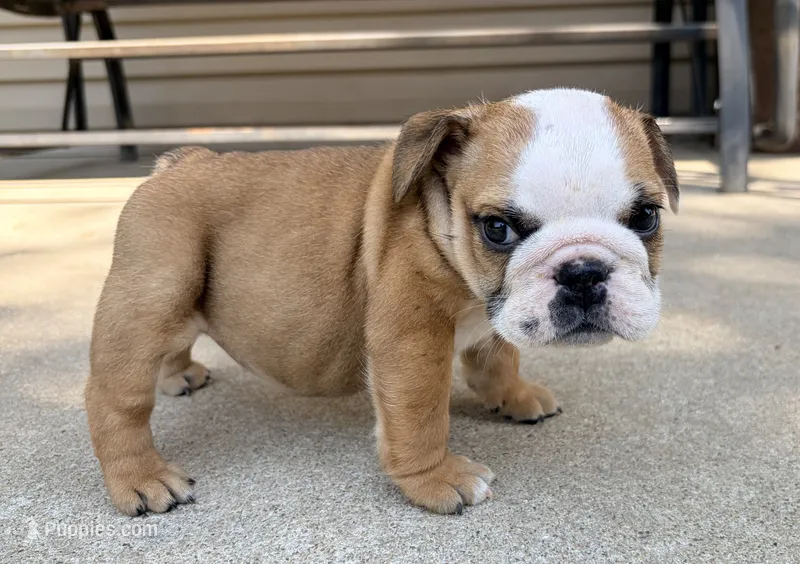 Elise – English Bulldog puppy for sale in Dysart, IA