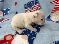 Phyliss, a female French Bulldog for sale in Dysart, IA – 7 of 10