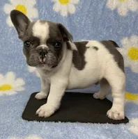 Kaleb, a male French Bulldog for sale in Dysart, IA – 3 of 8