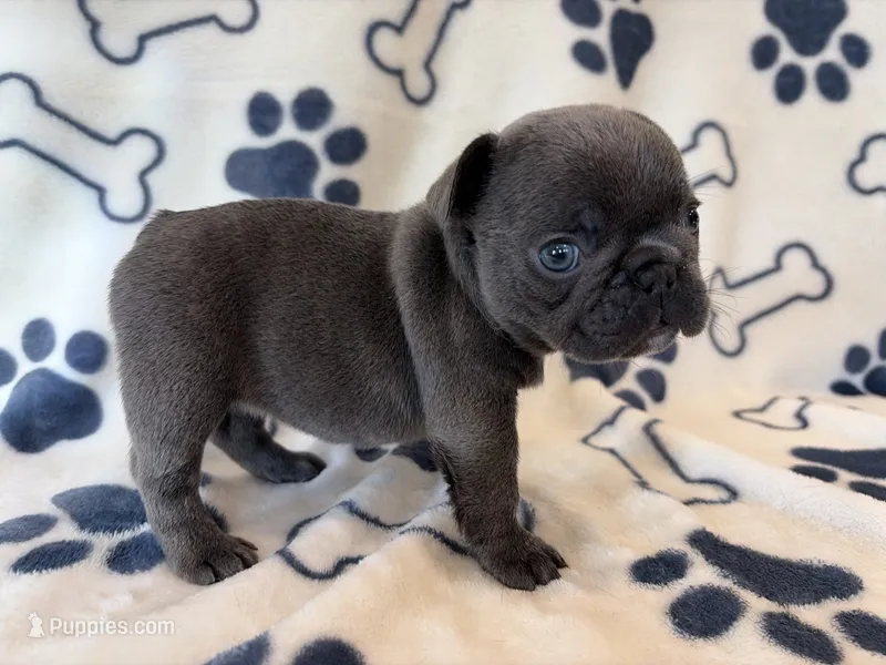 Saylor – French Bulldog puppy for sale in Dysart, IA