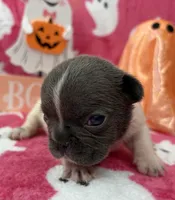 Chime, a female French Bulldog for sale in Dysart, IA – 3 of 9