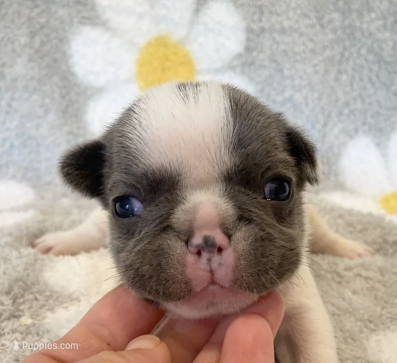 Kaleb – French Bulldog puppy for sale in Dysart, IA