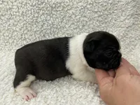 Blair, a female French Bulldog for sale in Dysart, IA – 3 of 10