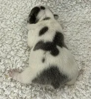 Kaleb, a male French Bulldog for sale in Dysart, IA – 4 of 10