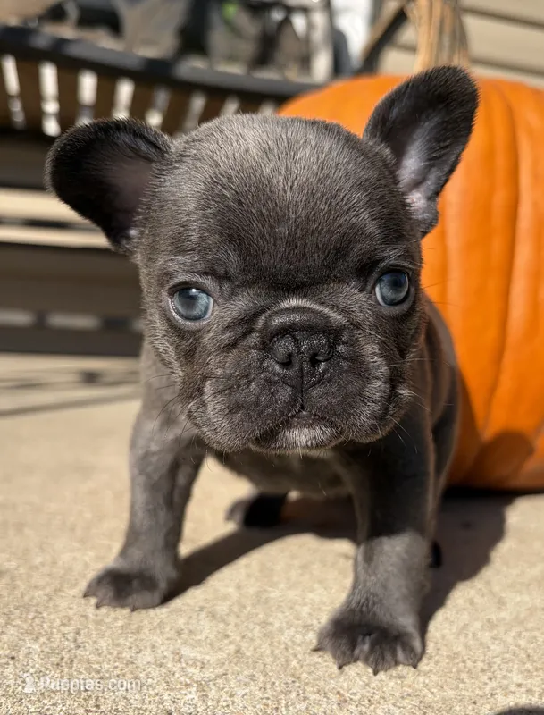 Saylor – French Bulldog puppy for sale in Dysart, IA