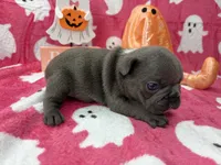 Denver, a male French Bulldog for sale in Dysart, IA – 10 of 10