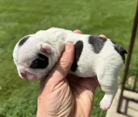 Piglet, a male French Bulldog for sale in Dysart, IA – 4 of 10