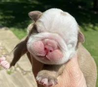 Hefty , a male English Bulldog for sale in Dysart, IA – 6 of 10