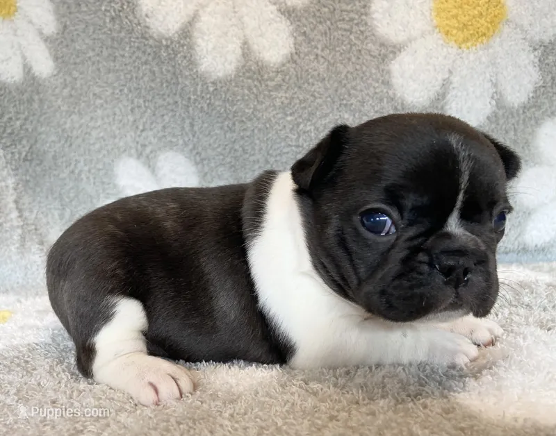 Blair – French Bulldog puppy for sale in Dysart, IA