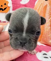 Chime, a female French Bulldog for sale in Dysart, IA – 6 of 9