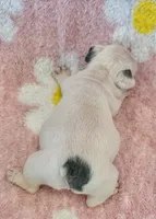 Phyliss- blue pied, a female French Bulldog for sale in Dysart, IA – 4 of 10