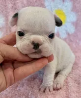 Phyliss- blue pied, a female French Bulldog for sale in Dysart, IA – 3 of 10