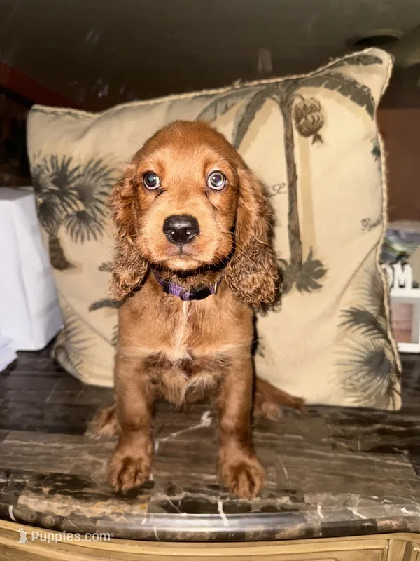 Purple – Cocker Spaniel puppy on hold in Miami, FL