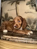 Ginger, a male Goldendoodle and English Cocker Spaniel for sale in Miami, FL – 1 of 1