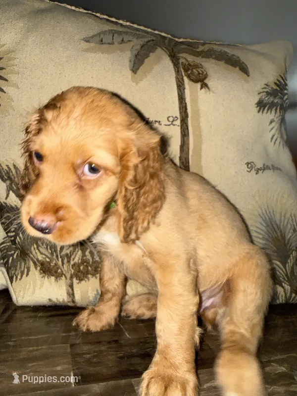 Lime – Goldendoodle, Cocker Spaniel puppy for sale in Miami, FL