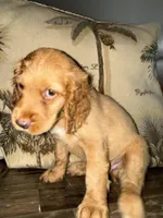Lime, a male Goldendoodle and Cocker Spaniel for sale in Miami, FL – 1 of 1