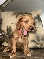 Pepper, a female Goldendoodle and Cocker Spaniel for sale in Miami, FL – 1 of 1