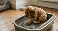 Hunter, a male Goldendoodle and Cocker Spaniel for sale in Miami, FL – 1 of 1