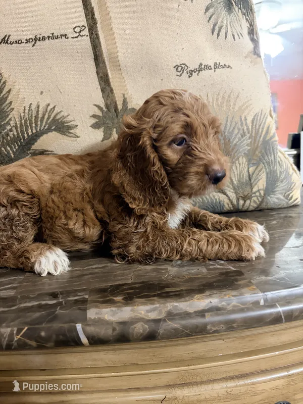 Grey – Goldendoodle, Cocker Spaniel puppy for sale in Miami, FL