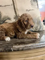 Grey, a male Goldendoodle and Cocker Spaniel for sale in Miami, FL – 1 of 1