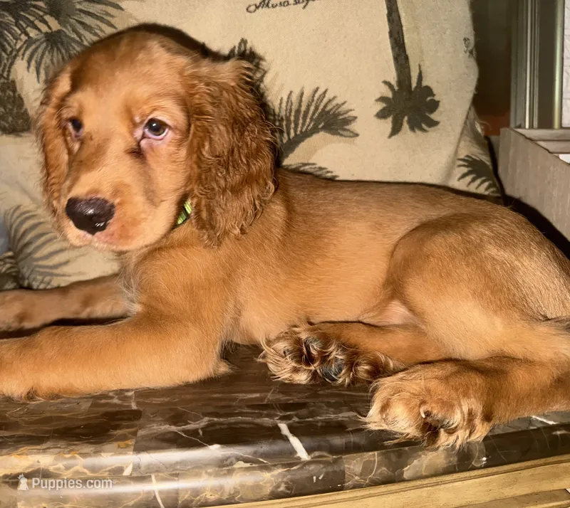Lime – Goldendoodle, Cocker Spaniel puppy on hold in Miami, FL