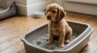 Blue, a male Goldendoodle and Cocker Spaniel for sale in Miami, FL – 1 of 1