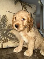 Aqua, a male Goldendoodle and Cocker Spaniel for sale in Miami, FL – 1 of 1