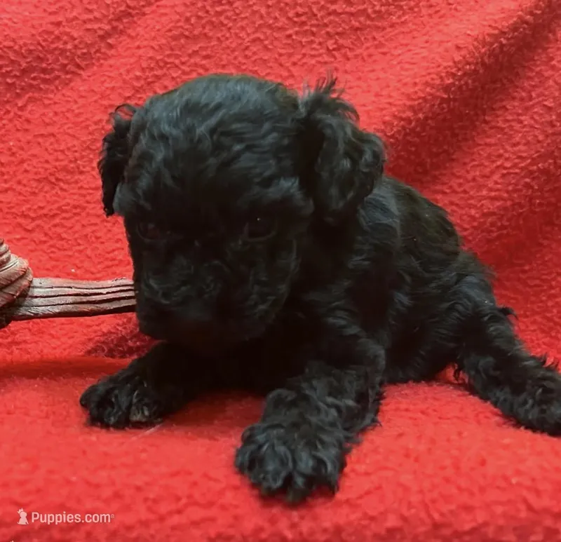 Black Boy, a male Yorkipoo for sale in Huntsville, AL – Photo 1 of 1