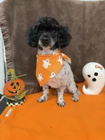 Patches, a male Poodle - Toy  for sale in Somerville, AL – 3 of 10