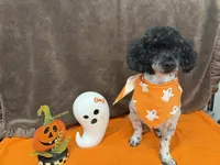 Patches, a male Poodle - Toy  for sale in Somerville, AL – 4 of 10